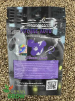 ANESIA SEEDS AUTO FUTURE#1, 3 Samen automatic