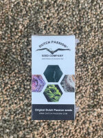 DUTCH PASSION Blue Zushi, 1 Samen feminisiert