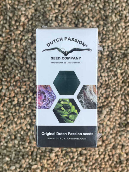 DUTCH PASSION Melonade Runtz, 5 Samen feminisiert