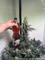 DUTCH PASSION Lemon Z, 1 Samen feminisiert