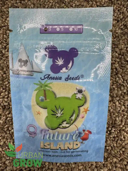 ANESIA SEEDS FUTURE ISLAND, 3 Samen feminisiert