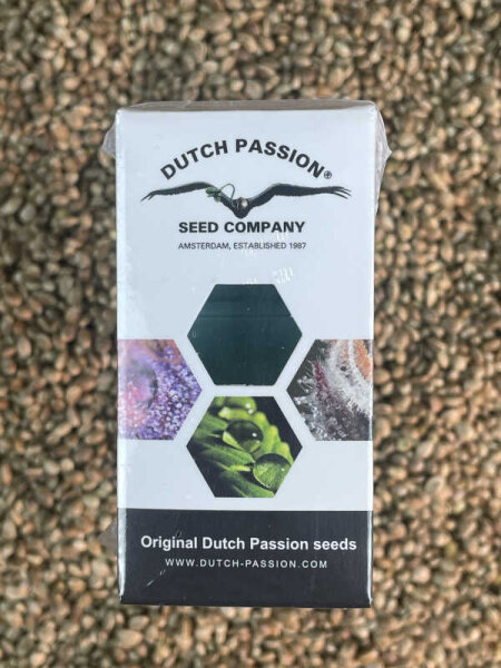 DUTCH PASSION Mazar, 3 Samen feminisiert