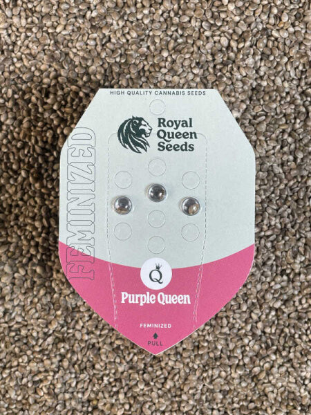 ROYAL QUEEN SEEDS Purple Queen, 3 Samen feminisiert