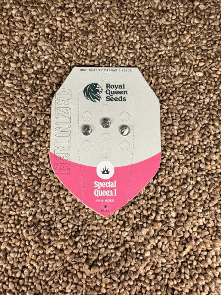 ROYAL QUEEN SEEDS Special Queen #1, 3 Samen feminisiert