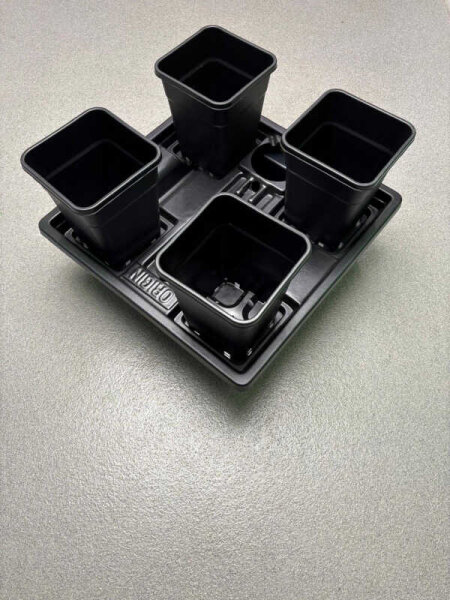 Wilma (Nutriculture Origin) Small 4x 6 l - 60x60x20 cm