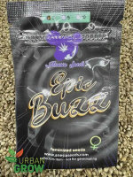 ANESIA SEEDS EPIC BUZZ, 3 Samen feminisiert