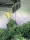 Optimol Top 650 LED Horti PRO, 630W