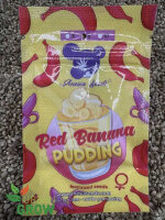 ANESIA SEEDS RED BANANA PUDDING, 5 Samen feminisiert