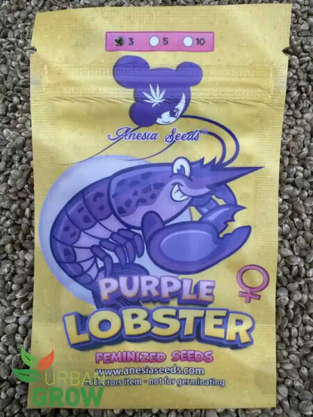 ANESIA SEEDS PURPLE LOBSTER, 3 Samen feminisiert
