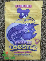 ANESIA SEEDS PURPLE LOBSTER, 3 Samen feminisiert