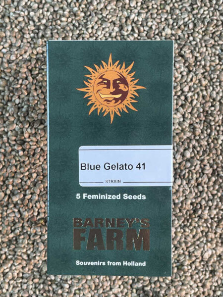 Barney`s Farm Seeds Blue Gelato 41, 5 Samen feminisiert