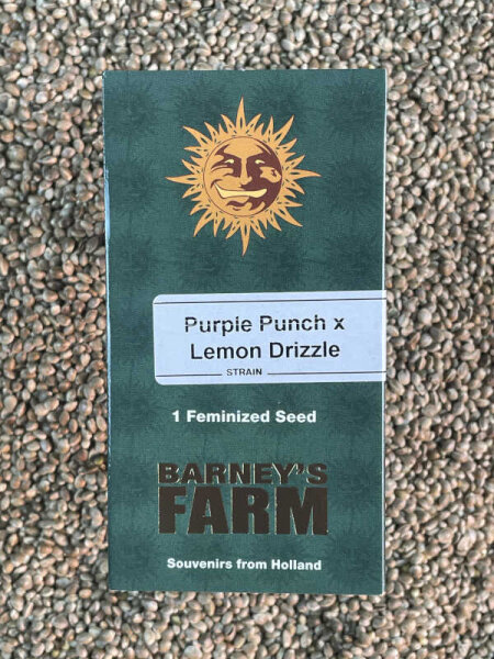 Barney`s Farm Seeds Purple Punch x Lemon Drizzle, 1 Samen feminisiert