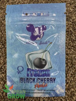 ANESIA SEEDS AUTO FROZEN BLACK CHERRY, 3 Samen automatic