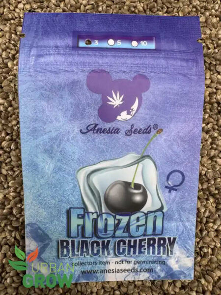 ANESIA SEEDS FROZEN BLACK CHERRY, 3 Samen feminisiert