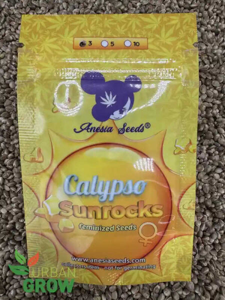 ANESIA SEEDS CALYPSO SUNROCKS, 3 Samen feminisiert