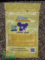 ANESIA SEEDS CALYPSO SUNROCKS, 3 Samen feminisiert