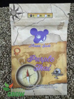ANESIA SEEDS PURPLE THAI, 3 Samen feminisiert
