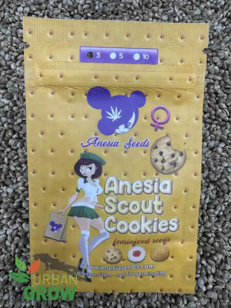 ANESIA SEEDS ANESIA SCOUT COOKIES, 3 Samen feminisiert