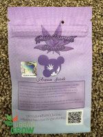 ANESIA SEEDS PURPLE DOMINA AUTO, 3 Samen automatic
