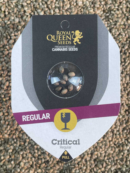 ROYAL QUEEN SEEDS Critical, 10 Samen regular