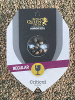 ROYAL QUEEN SEEDS Critical, 10 Samen regular