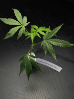 Vermehrungsmaterial Laughing Buddha