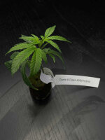 Vermehrungsmaterial Cookies & Cream