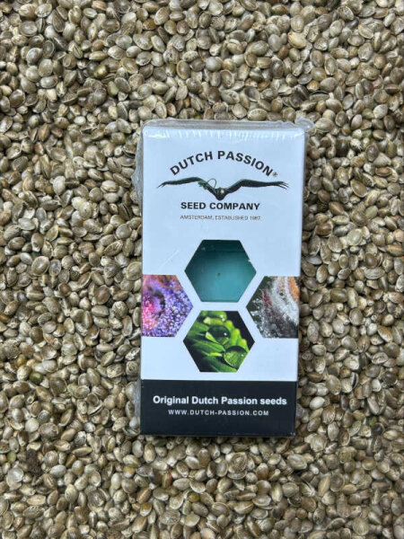 DUTCH PASSION Auto Orange Bud, 3 Samen automatic