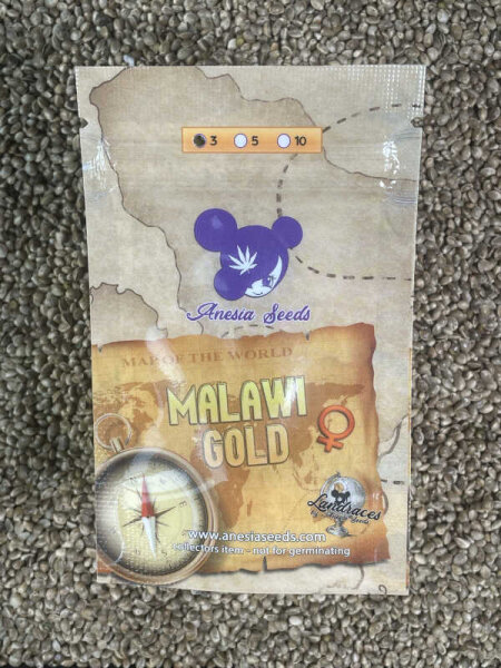 ANESIA SEEDS MALAWI GOLD, 3 Samen feminisiert