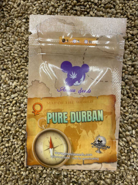 ANESIA SEEDS PURE DURBAN, 3 Samen feminisiert