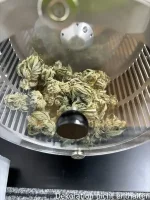 SUNFLOWER Dry Trimmer S, elektr. Trockentrimmer bis 1,5kg