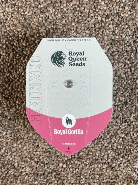 ROYAL QUEEN SEEDS Royal Gorilla, 1 samen feminisiert