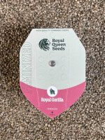 ROYAL QUEEN SEEDS Royal Gorilla, 1 samen feminisiert