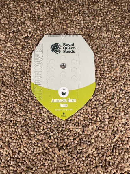 ROYAL QUEEN SEEDS Amnesia Haze Automatic, 1 samen automatic