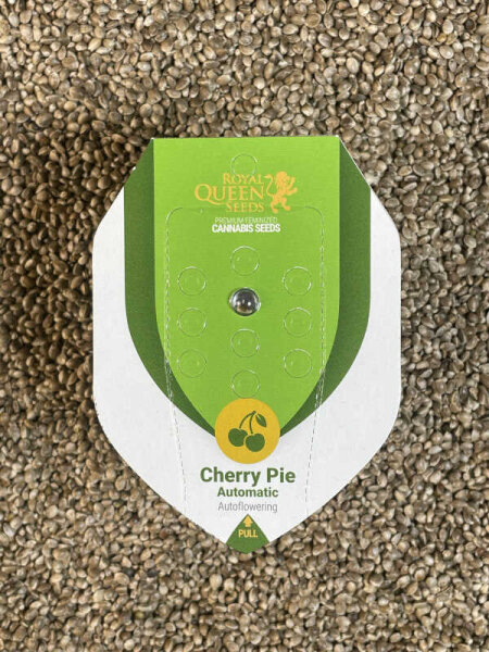 ROYAL QUEEN SEEDS Cherry Pie Auto, 1 samen automatic