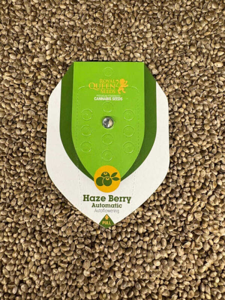ROYAL QUEEN SEEDS Haze Berry Auto, 1 samen automatic