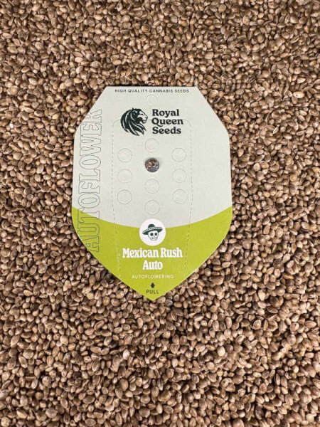 ROYAL QUEEN SEEDS Mexican Rush Auto, 1 samen automatic