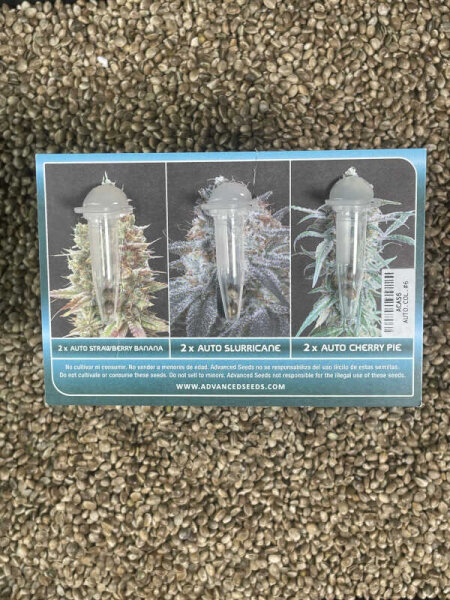 ADVANCED SEEDS Automatic Collection#6, 6 Samen automatic