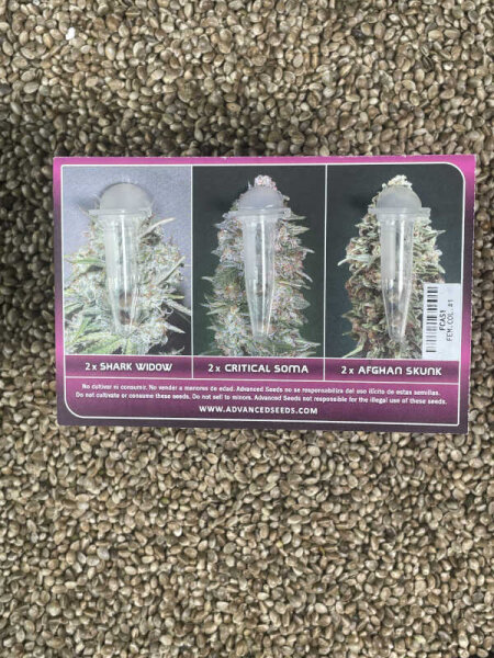 ADVANCED SEEDS Feminzed Collection#1, 6 Samen feminisiert