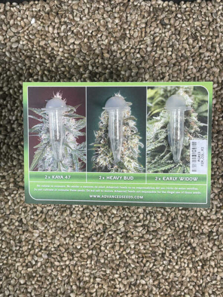 ADVANCED SEEDS Feminzed Collection#3, 6 Samen feminisiert