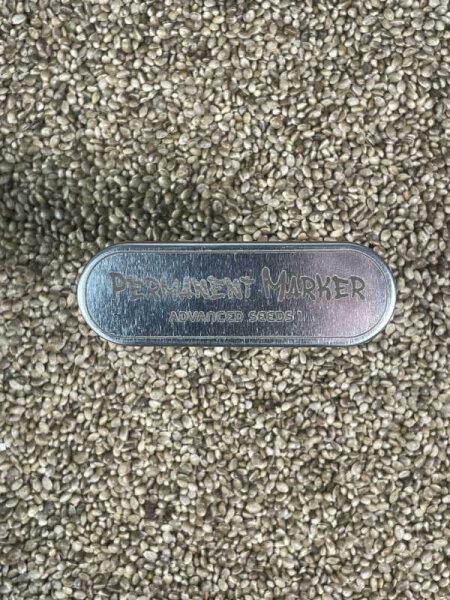 ADVANCED SEEDS Permanent Marker, 1 Samen feminisiert