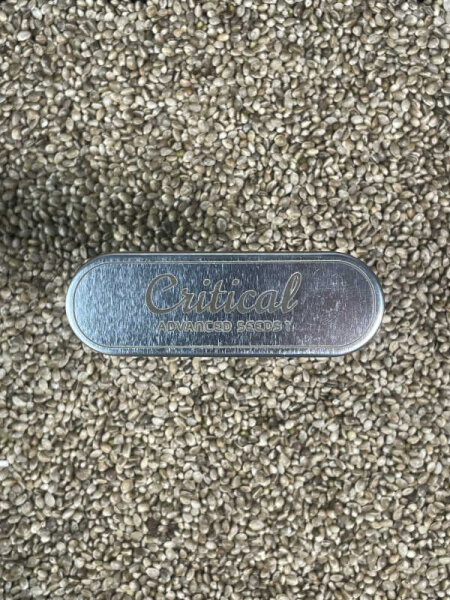 ADVANCED SEEDS Critcal, 1 Samen feminisiert