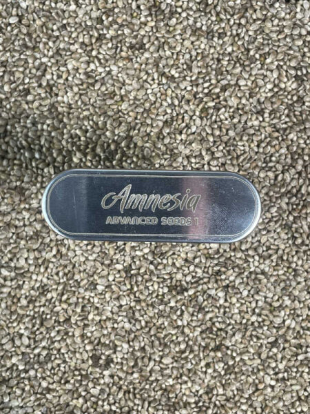 ADVANCED SEEDS Amnesia, 1 Samen feminisiert