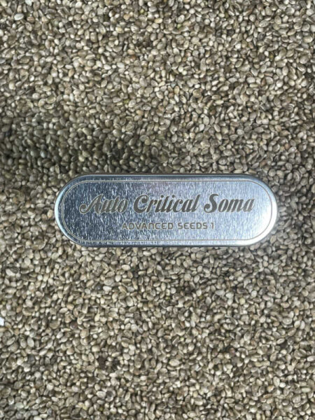 ADVANCED SEEDS Auto Critical Soma, 1 Samen automatic