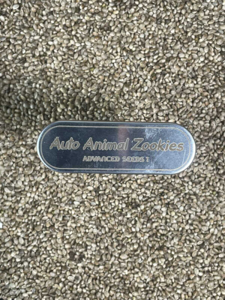 ADVANCED SEEDS Auto Animal Zookoies, 1 Samen automatic