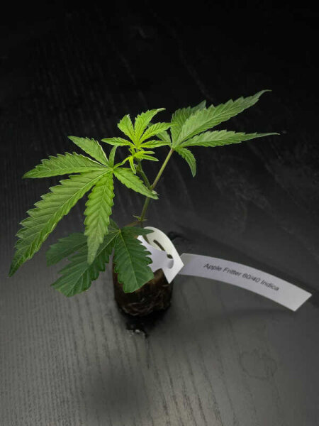 Vermehrungsmaterial Apple Fritter