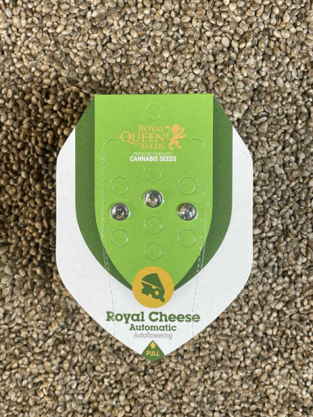 ROYAL QUEEN SEEDS Royal Cheese Auto , 3 Samen automatic