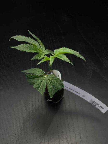 Vermehrungsmaterial Permanent Marker