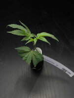 Vermehrungsmaterial Permanent Marker