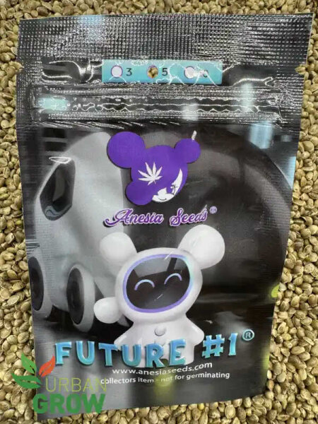 ANESIA SEEDS FUTURE#1, feminisiert